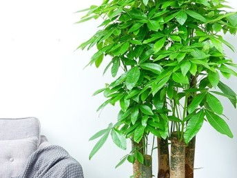 图 植物出租 植物销售 植物租赁 植物出摆 广州鲜花绿植