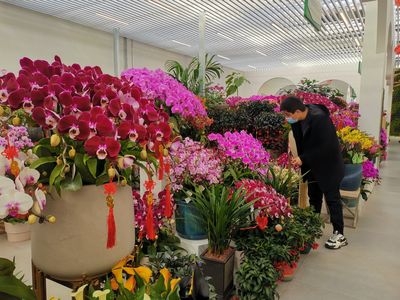 北京年宵花热销,市民可通过小程序"北京花卉"选购