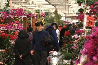 “迷你”花受追捧,枯桃花卉市场进入销售旺季
