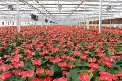 济南市商河县:打响“温泉花卉”区域品牌带动5万多名农民工就业