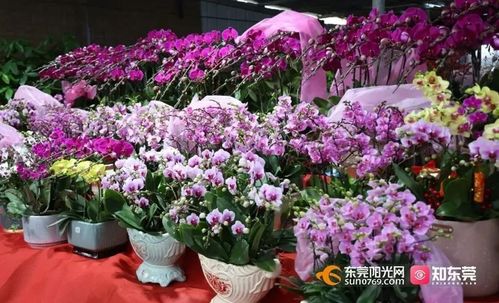 事关今年东莞花市,不集中办您可自由买