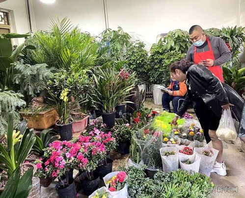 麦积区 花卉市场人气旺 春到麦积销售忙