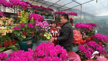 春节将至鲜花热销 德州花卉市场迎来销售"暖春"