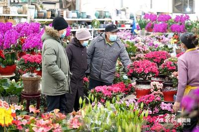 石家庄:年味渐浓 花卉走俏节日市场