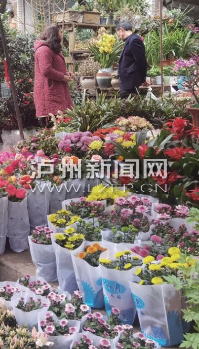 春节泸州花市不打烊 花卉价格平稳销量胜往年