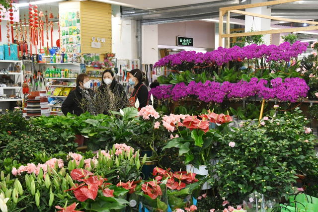 临近春节,郑州花卉市场的年宵花销售已经如火如荼.