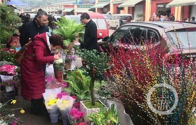 市民花市排队选“年货” 春节年宵花卉销售火爆