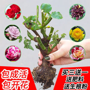 【玫瑰牡丹花图片】玫瑰牡丹花