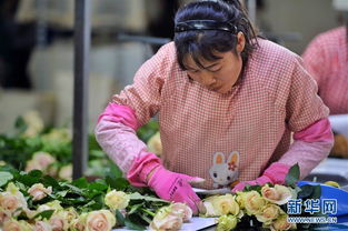 云南花卉企业牵手电商平台促进鲜花销售