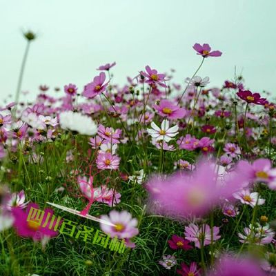 四川时令花卉基地主要分布在哪个区域