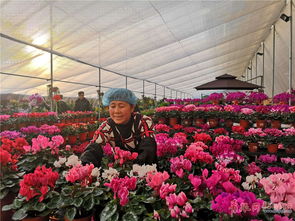 年销售多肉植物数百万盆 青岛这个花卉市场了不得