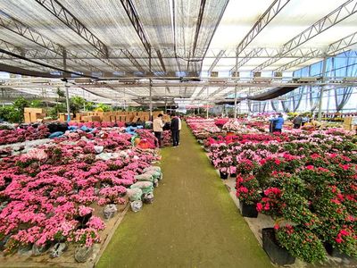 北京小众花卉市场,上百种鲜花盆栽价格便宜,3个大厅堪比植物园