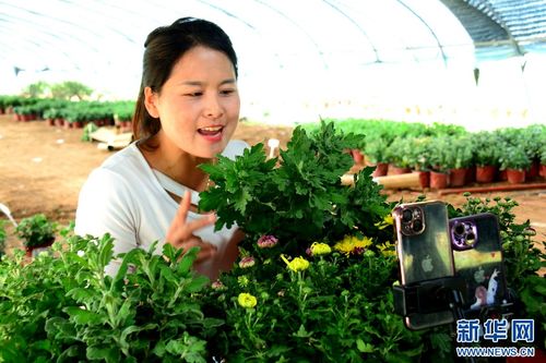 山东郯城 订单 花卉销售火热