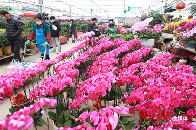 添春色迎福气 花卉市场年味浓