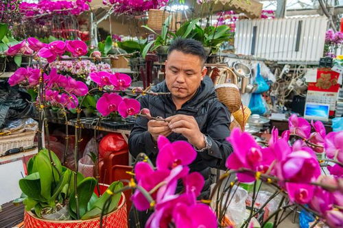 花卉市场年味渐浓 青岛市民欢喜选购年宵花