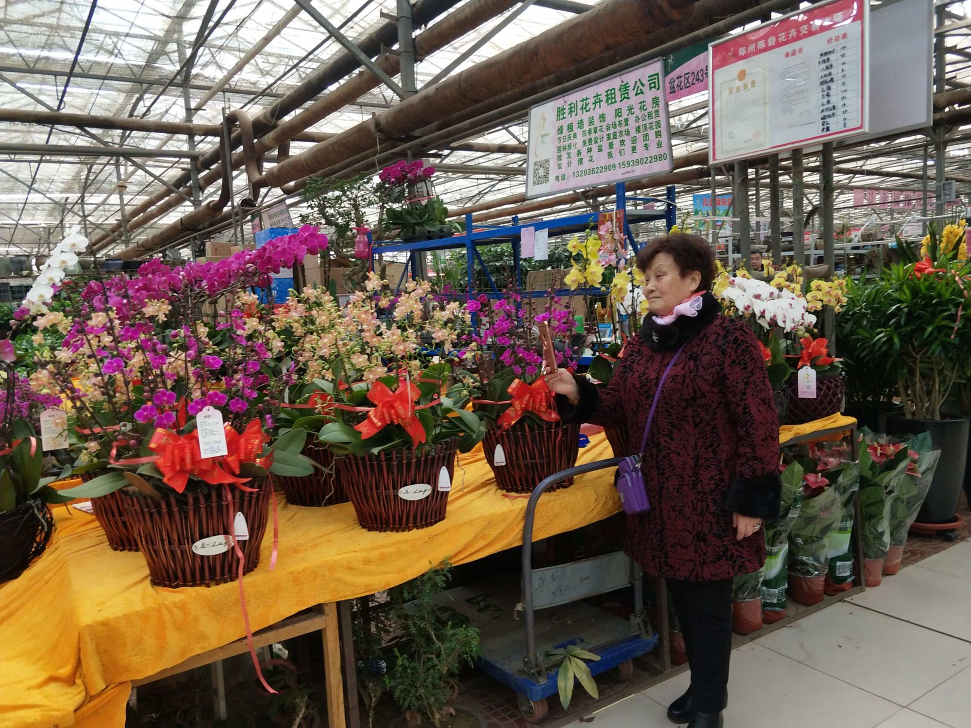 打卡郑州陈砦(寨)花卉市场_郑州_花卉市场_满天星_洋甘.